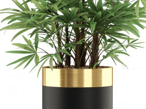Plants collection 488 3D Model
