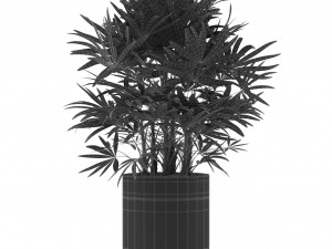 Plants collection 488 Modello 3D