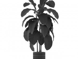 Plants collection 489 3D Model