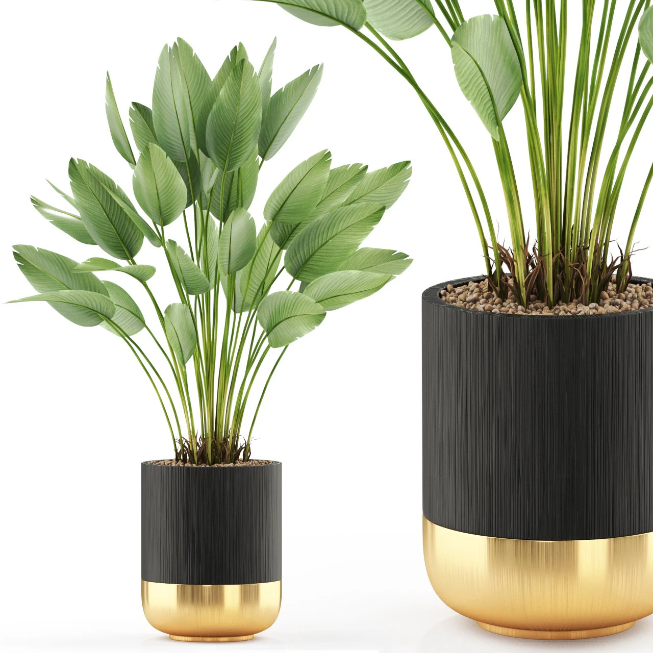 Plants collection 492 3D Model .c4d .max .obj .3ds .fbx .stl .blend