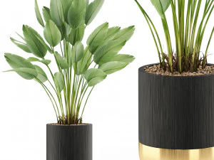 Коллекция растений 492 3D Модель