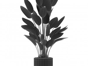 Plants collection 493 Modèle 3D