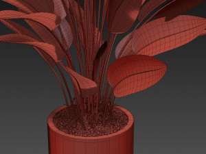 Plants collection 493 Modèle 3D