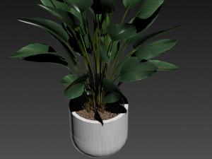 Plants collection 493 Modèle 3D