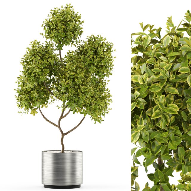 Plants collection 496 Modelo 3D .c4d .max .obj .3ds .fbx .stl .blend 