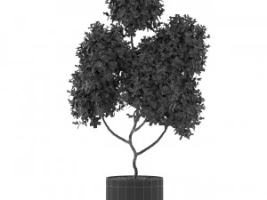 Plants collection 496 3D Model