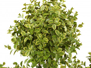 Plants collection 496 Modelo 3D