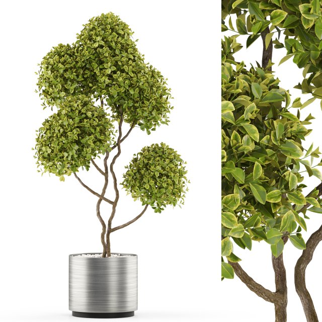 Plants collection 497 3Dモデル .c4d .max .obj .3ds .fbx .stl .blend 