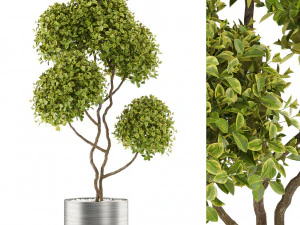 Koleksi tanaman 497 Model 3D