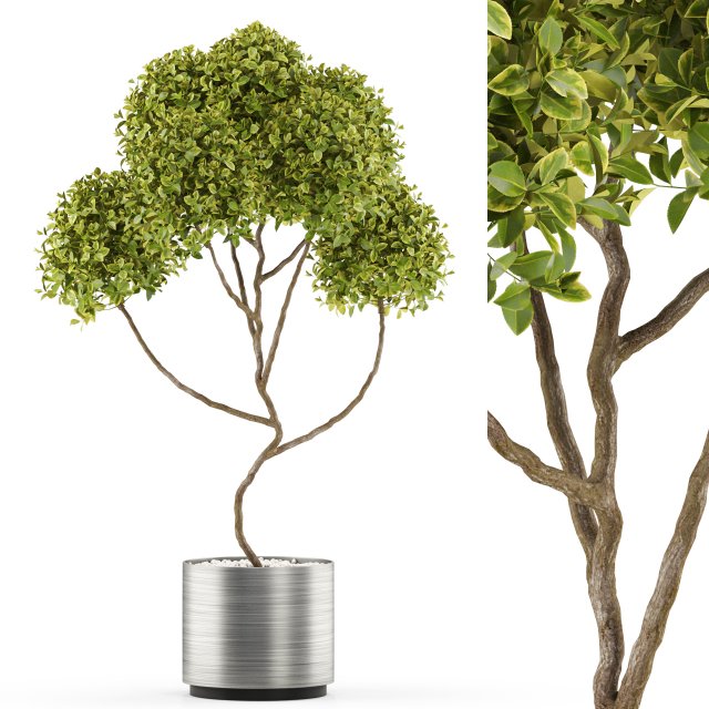 Plants collection 498 3D-Modell .c4d .max .obj .3ds .fbx .stl .blend 