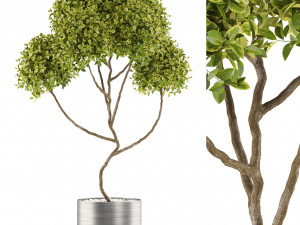 Plants collection 498 3D Model