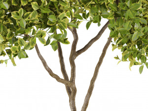 Plants collection 498 3D-Modell