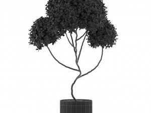 Plants collection 498 3D-Modell