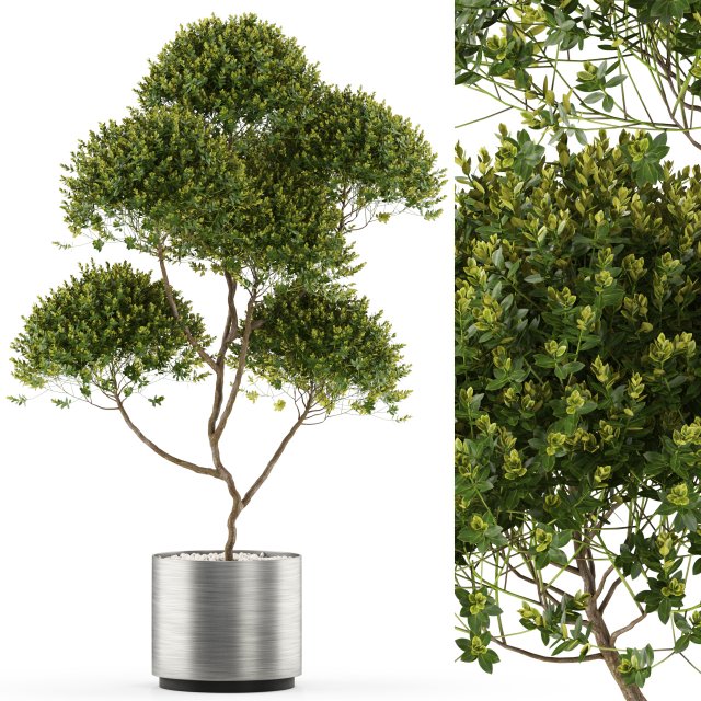 Plants collection 499 3D Модель .c4d .max .obj .3ds .fbx .stl .blend 