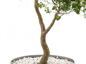 Plants collection 500 3D Model