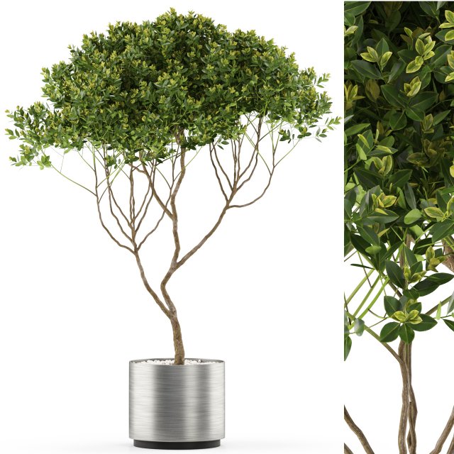 Plants collection 501 3D Model .c4d .max .obj .3ds .fbx .stl .blend 