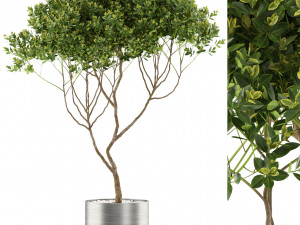 Plants collection 501 3Dモデル