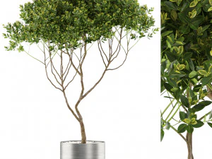 식물채집 501 3D 모델