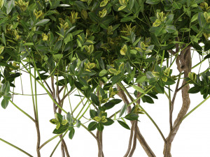 Plants collection 501 3D Model