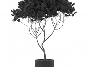 Plants collection 501 3D Model