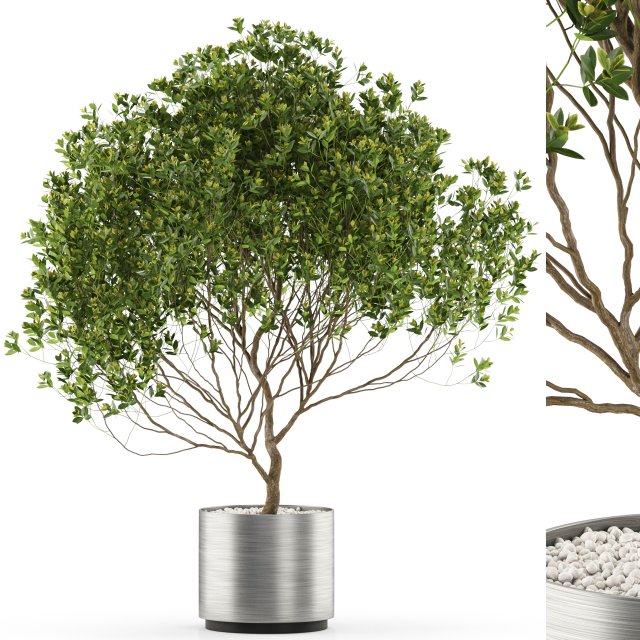 Plants collection 502 Modello 3D .c4d .max .obj .3ds .fbx .stl .blend 