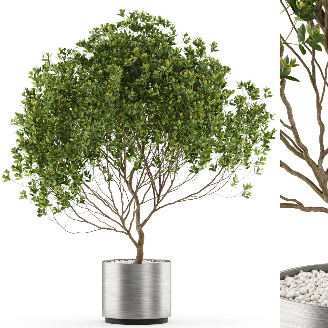Plants collection 502 3D Model .c4d .max .obj .3ds .fbx .stl .blend 