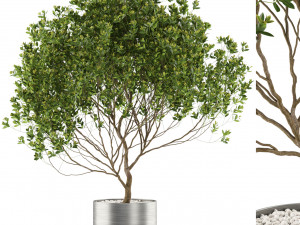 Plants collection 502 3D Model