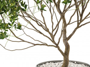 Plants collection 502 Modello 3D