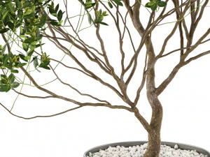 Plants collection 502 3D Model