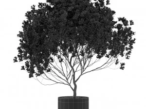 Plants collection 502 3D Model