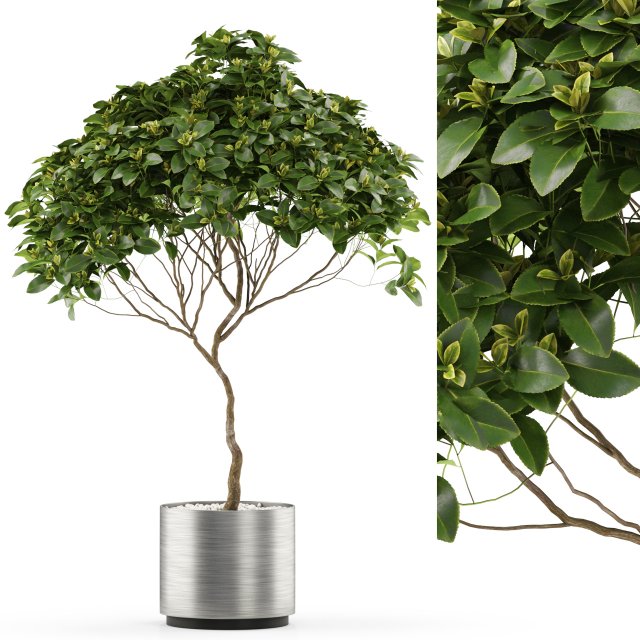 Plants collection 503 3D Model .c4d .max .obj .3ds .fbx .stl .blend 