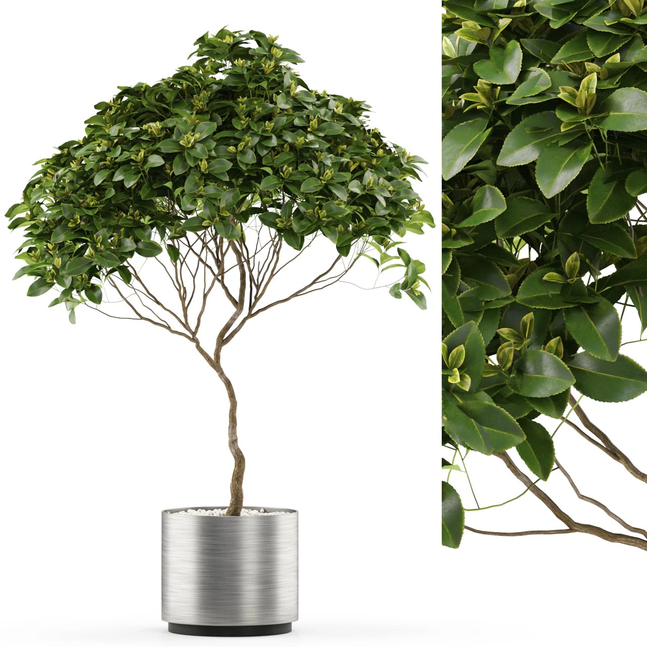 Plants collection 503 3D Model .c4d .max .obj .3ds .fbx .stl .blend