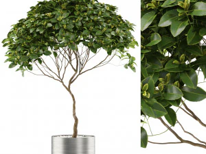 植物コレクション 503 3Dモデル