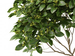 Plants collection 503 3D Model