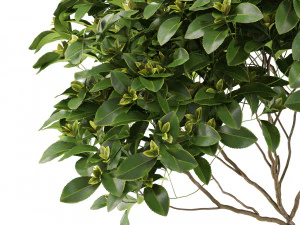 Plants collection 503 3D Model