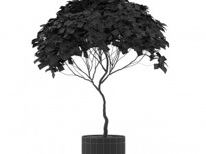 Plants collection 503 3D Model