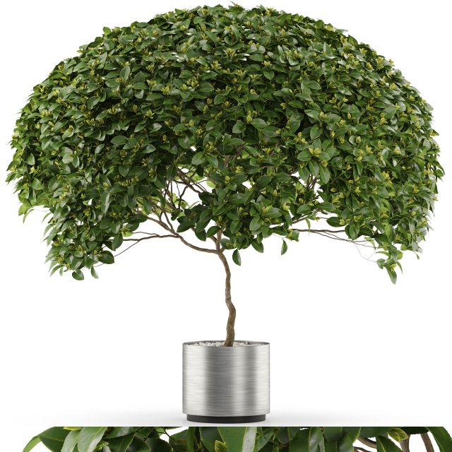 Plants collection 504 Modèle 3D .c4d .max .obj .3ds .fbx .stl .blend 