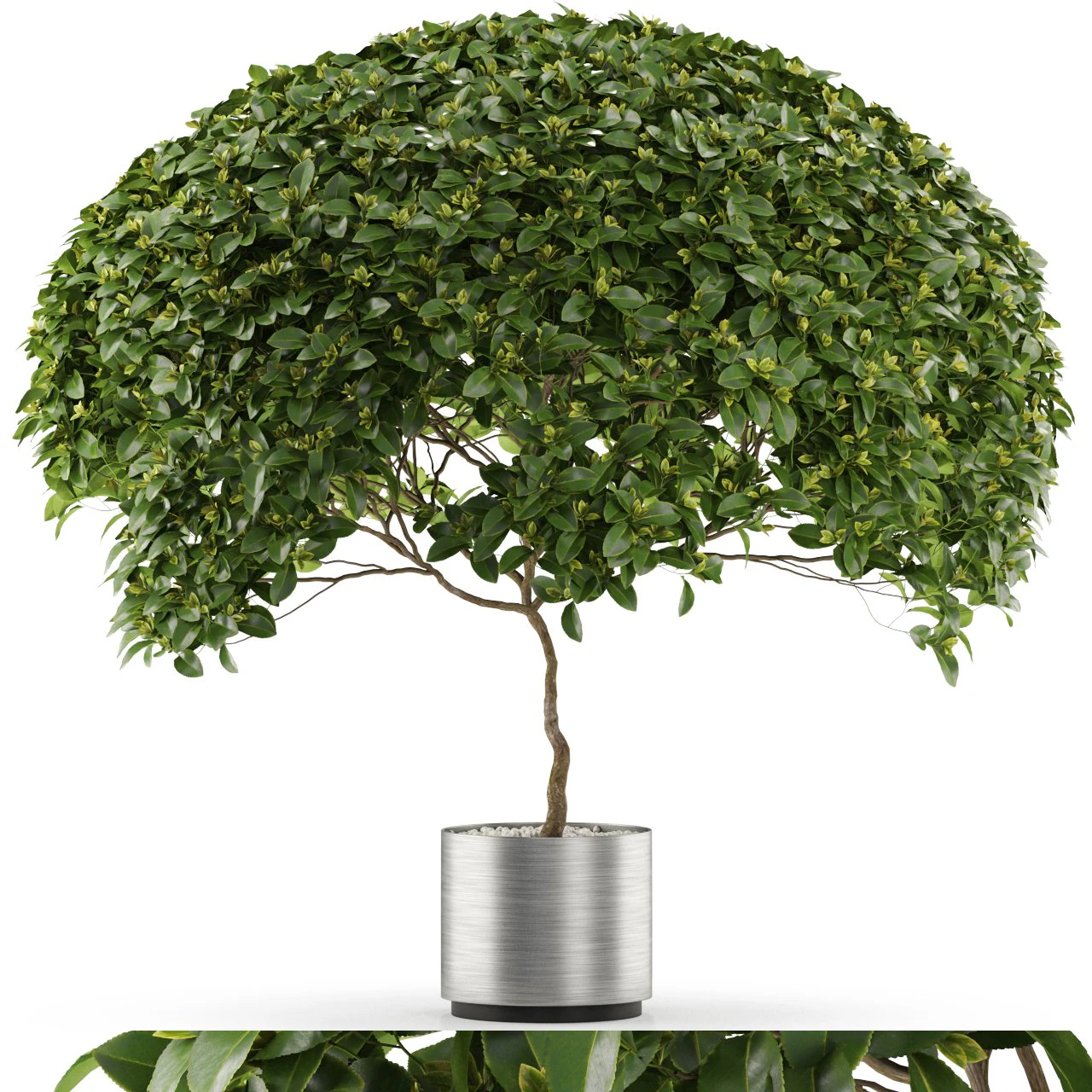 Plants collection 504 3D Model .c4d .max .obj .3ds .fbx .stl .blend