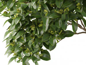 Plants collection 504 3D Model