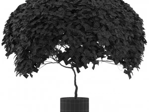 Plants collection 504 3D Model