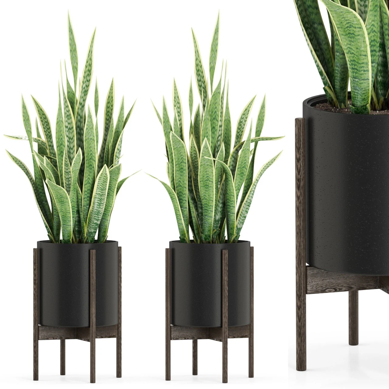 Plants collection 505 3D Model .c4d .max .obj .3ds .fbx .stl .blend 