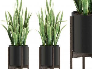 Plants collection 505 Modèle 3D
