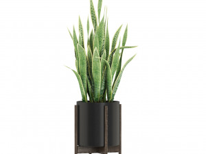 Plants collection 505 3D Modell