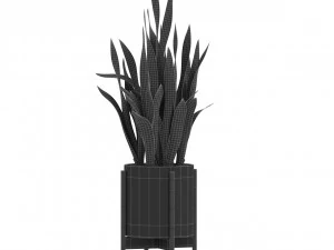 Plants collection 505 3D Model