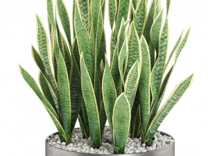 Plants collection 506 Model 3D