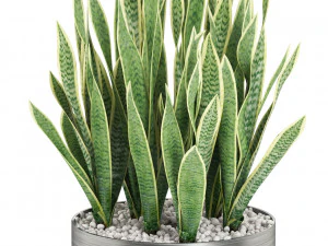 Plants collection 506 3D Model