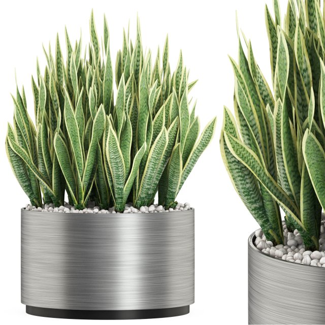 Plants collection 507 3D Model .c4d .max .obj .3ds .fbx .stl .blend 