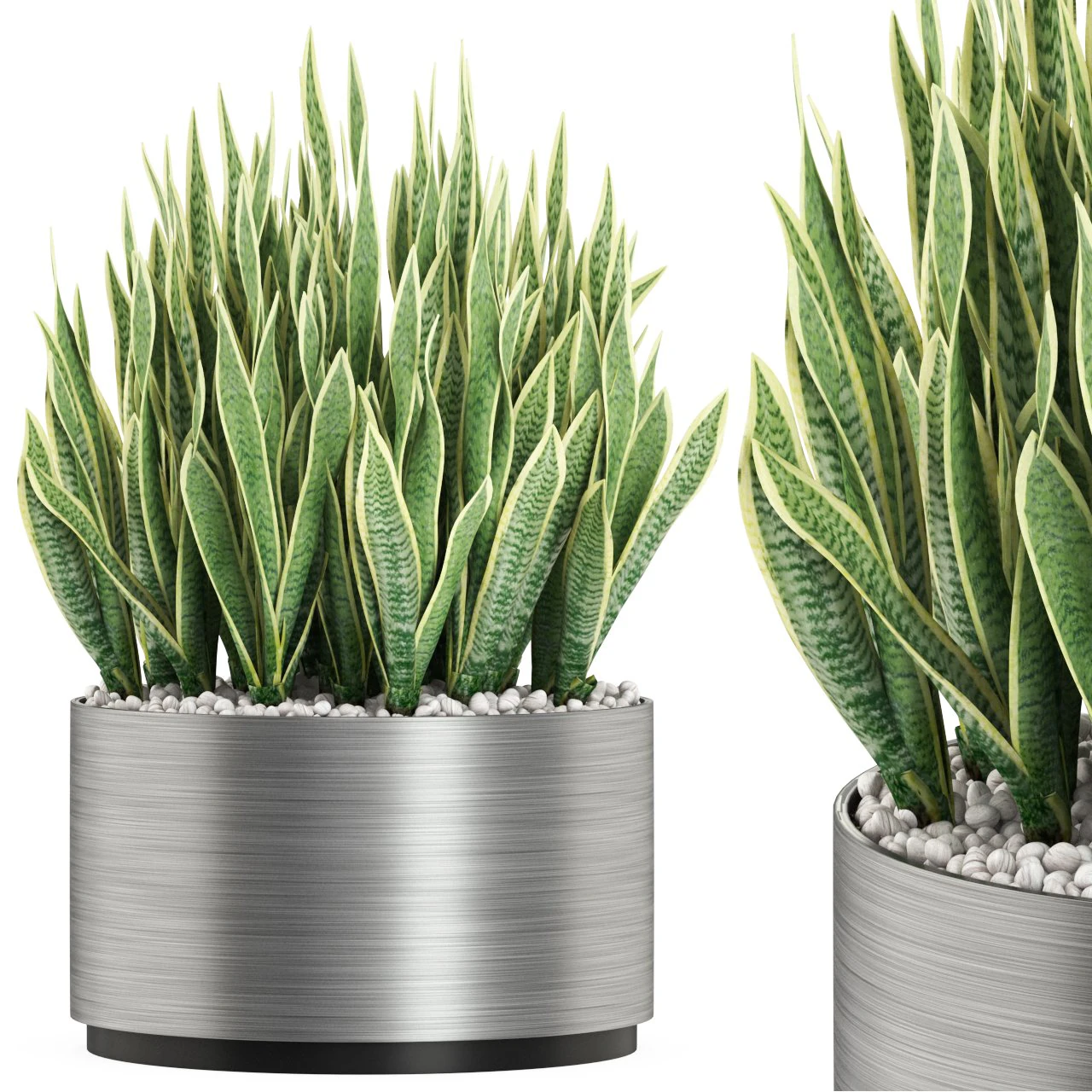 Plants collection 507 3D Model .c4d .max .obj .3ds .fbx .stl .blend