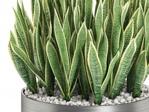 Plants collection 507 3D Model