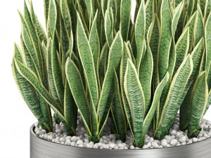 Plants collection 507 3D Model